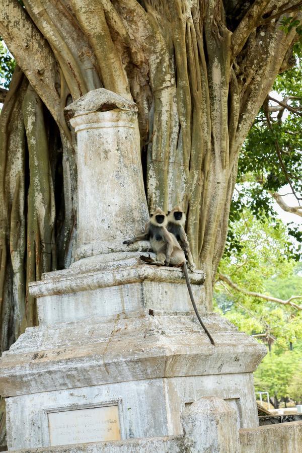Malwathu Oya Caravan Park Bed & Breakfast Anuradhapura Bagian luar foto